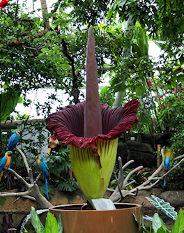 Moody Gardens Corpse Flower